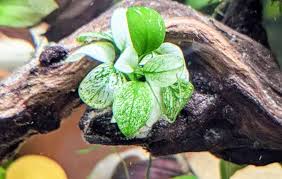 Attēlu rezultāti vaicājumam “Araceae”