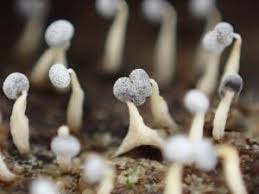 Attēlu rezultāti vaicājumam “Fuligo gyrosa macro”