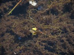 Attēlu rezultāti vaicājumam “Cladopodiella fluitans”