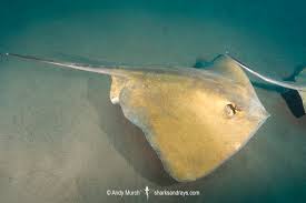 Image result for Dasyatis chrysonota