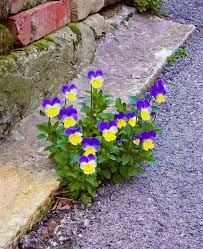 Attēlu rezultāti vaicājumam “Viola x williamsii flower”