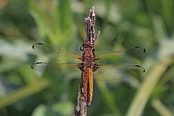 Attēlu rezultāti vaicājumam “Libellula fulva male”