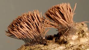 Attēlu rezultāti vaicājumam “myxomicetes”