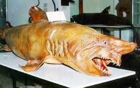 Image result for Odontaspis ferox