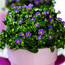 Image result for Exacum affine