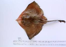 Image result for Rostroraja alba