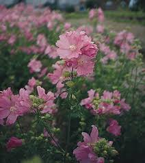 Image result for Malva alcea
