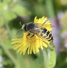 Attēlu rezultāti vaicājumam “Bembix rostrata”