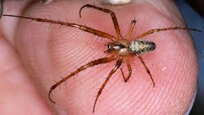 Attēlu rezultāti vaicājumam “Metellina segmentata”