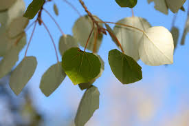 Attēlu rezultāti vaicājumam “Populus alba”