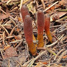 Attēlu rezultāti vaicājumam “Cordyceps ophioglossoides”