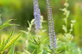 Attēlu rezultāti vaicājumam “Veronica longifolia bud”