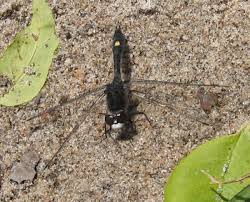 Attēlu rezultāti vaicājumam “Leucorrhinia caudalis male”
