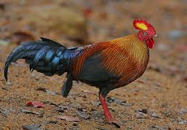 Attēlu rezultāti vaicājumam “Gallus male”