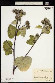 Attēlu rezultāti vaicājumam “Arctium tomentosum leaf”