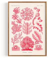 Attēlu rezultāti vaicājumam “Rhodophyta”