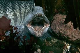 Image result for Anarhichas denticulatus