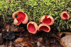 Attēlu rezultāti vaicājumam “Sarcoscypha austriaca var. lutea”