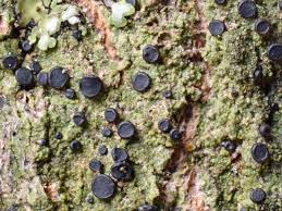 Attēlu rezultāti vaicājumam “Bacidia subincompta”