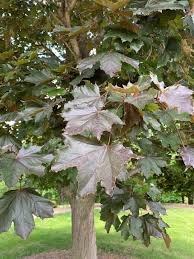 Attēlu rezultāti vaicājumam “Acer platanoides fo. schwedleri”