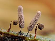 Attēlu rezultāti vaicājumam “Stemonitopsis hyperopta”