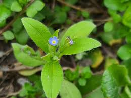 Attēlu rezultāti vaicājumam “Myosotis sparsiflora”