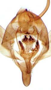 Attēlu rezultāti vaicājumam “Xanthorhoe spadicearia”