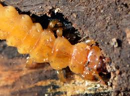 Attēlu rezultāti vaicājumam “Pyrochroidae larva”