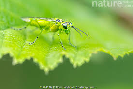 Attēlu rezultāti vaicājumam “Rhogogaster viridis”