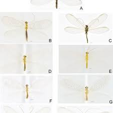 Attēlu rezultāti vaicājumam “Coniopterygidae”