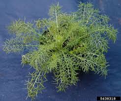 Attēlu rezultāti vaicājumam “Tripleurospermum inodorum flower”