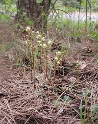 Attēlu rezultāti vaicājumam “Pyrola chlorantha”