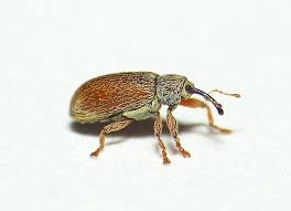 Attēlu rezultāti vaicājumam “Brachonyx pineti”