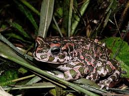 Attēlu rezultāti vaicājumam “Pseudepidalea viridis”