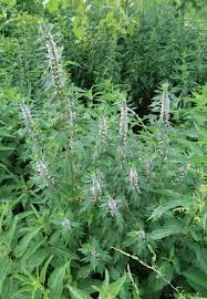 Attēlu rezultāti vaicājumam “Leonurus quinquelobatus”