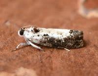 Attēlu rezultāti vaicājumam “Hedya salicella”