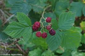 Attēlu rezultāti vaicājumam “Rubus plicatus flower”