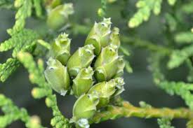 Attēlu rezultāti vaicājumam “Thuja plicata flower”