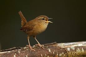 Attēlu rezultāti vaicājumam “Troglodytes troglodytes”
