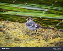 Attēlu rezultāti vaicājumam “Motacilla alba juvenile”