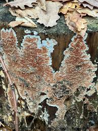 Attēlu rezultāti vaicājumam “Gloeoporus taxicola”