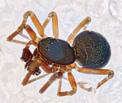 Attēlu rezultāti vaicājumam “Linyphiidae”