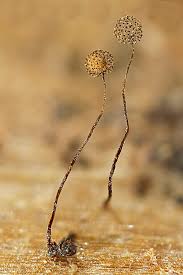 Attēlu rezultāti vaicājumam “Cribraria microcarpa”