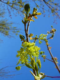 Attēlu rezultāti vaicājumam “Acer platanoides flower”