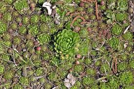 Attēlu rezultāti vaicājumam “Jovibarba globifera bud”