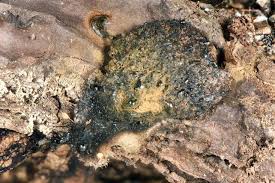 Attēlu rezultāti vaicājumam “Lindbladia tubulina”