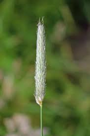 Attēlu rezultāti vaicājumam “Alopecurus pratensis fruit”