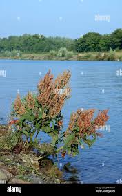 Attēlu rezultāti vaicājumam “Rumex aquaticus”
