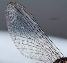 Attēlu rezultāti vaicājumam “Siphlonurus male”