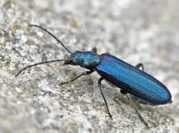 Attēlu rezultāti vaicājumam “Oedemeridae”